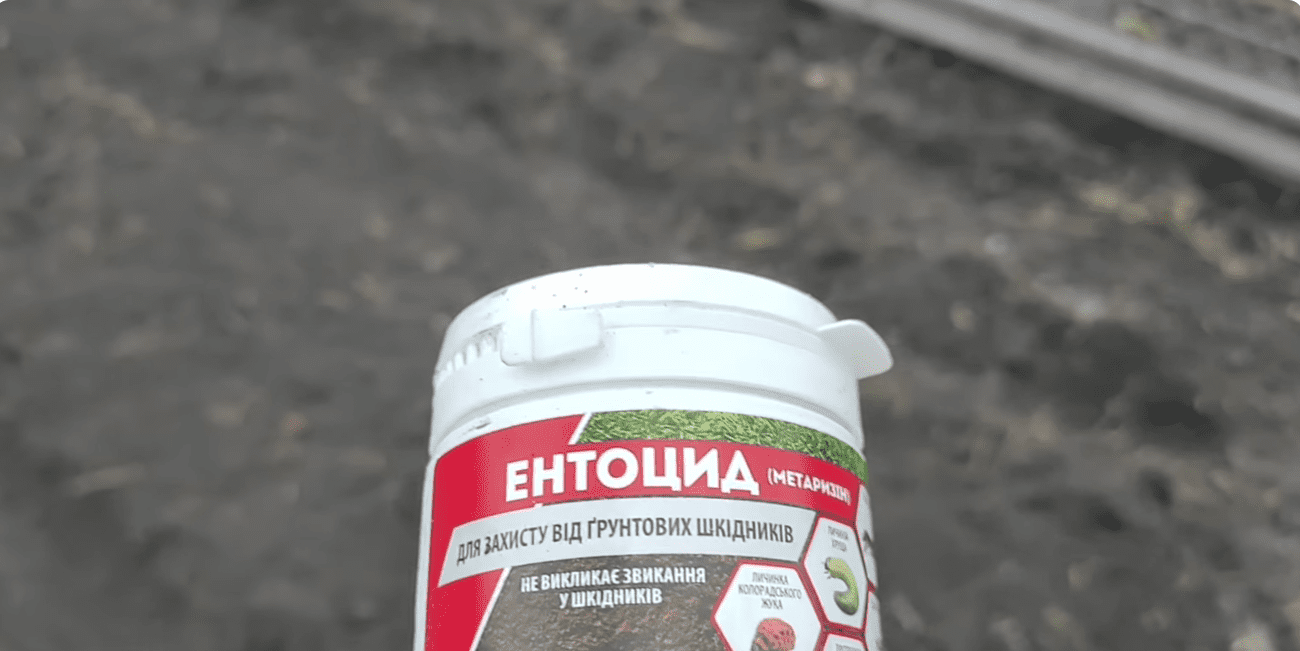 Що зробити, щоб урожай полуниці у 2026 році відрами носити