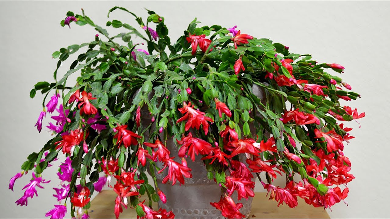 Квітникарі розповіли, чим підживити декабрист для стимулювання росту та цвітіння