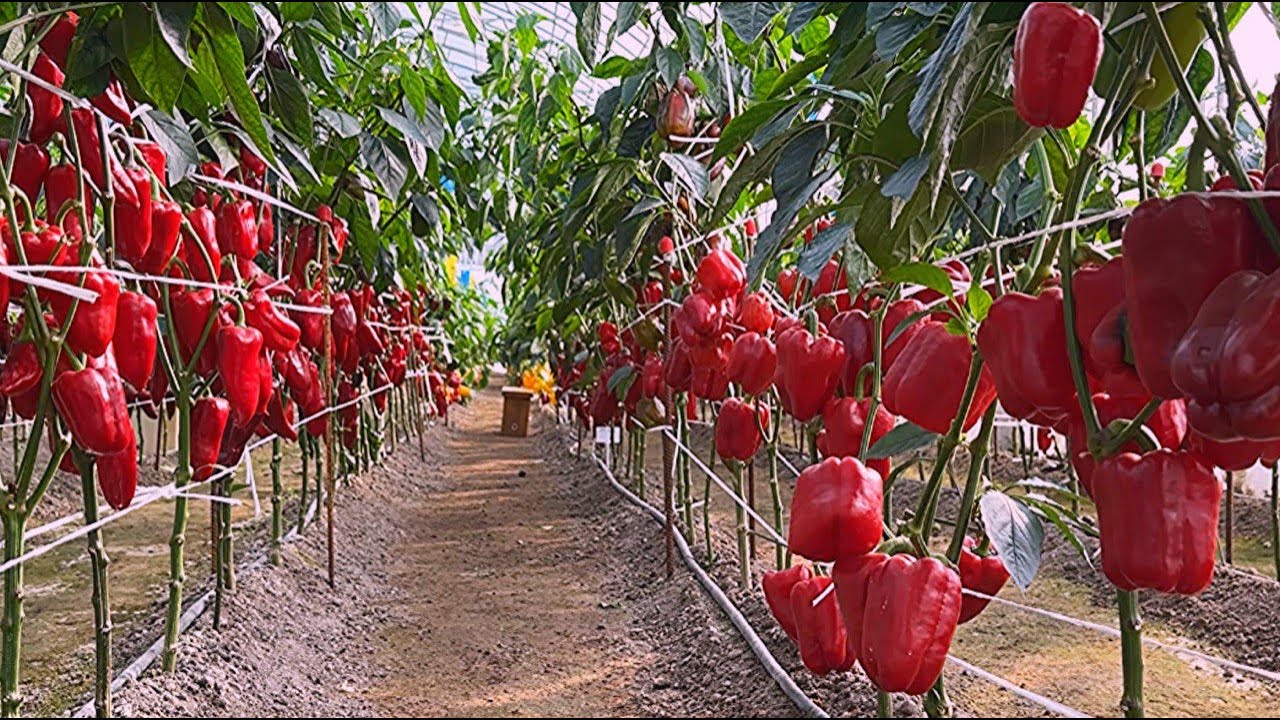 Городники поділилися простими порадами, які допоможуть збільшити врожай перців