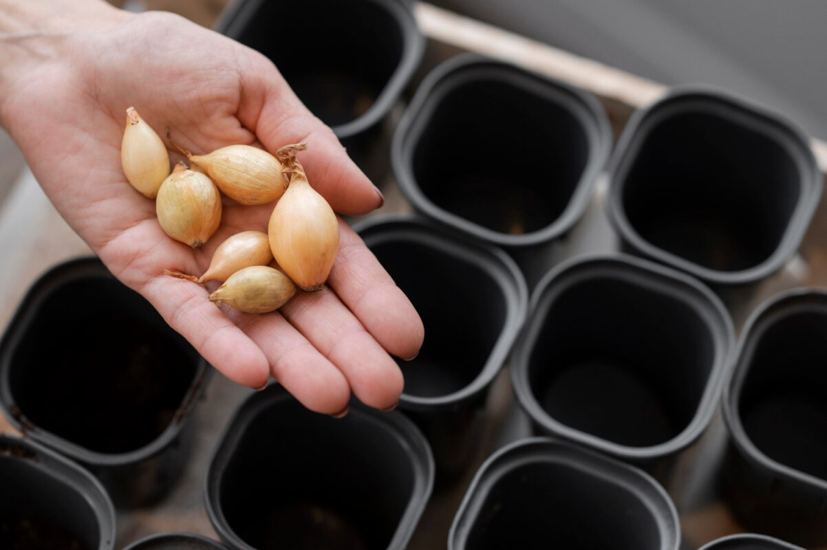 Як правильно саджати озиму цибулю восени