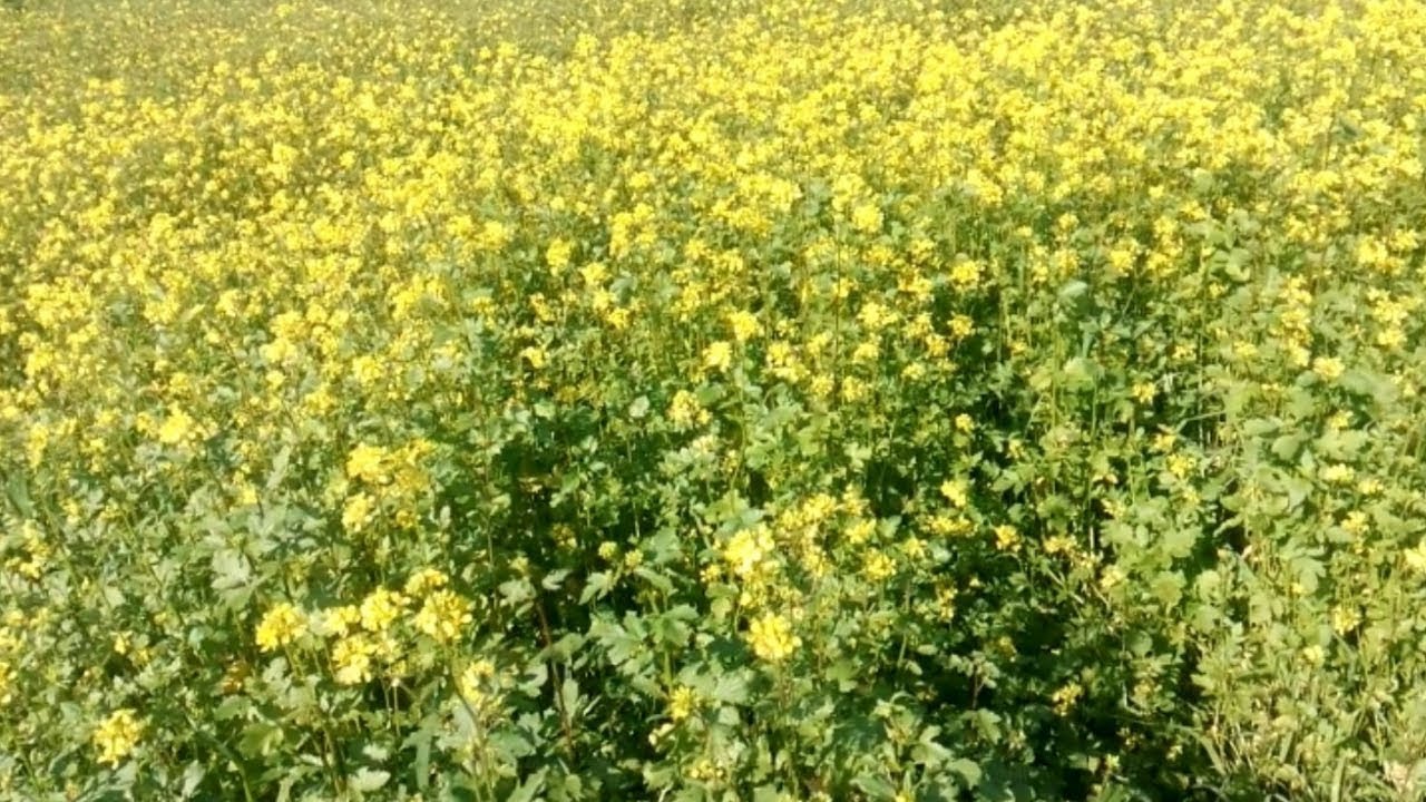 Досвідчені агрономи розповіли, що краще зробити з сидератами восени