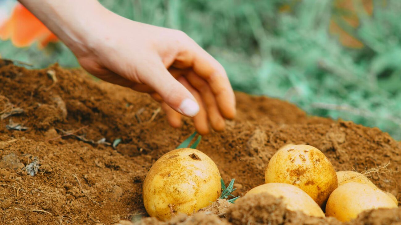 Городники назвали найкраще добриво для збільшення розміру картоплі 