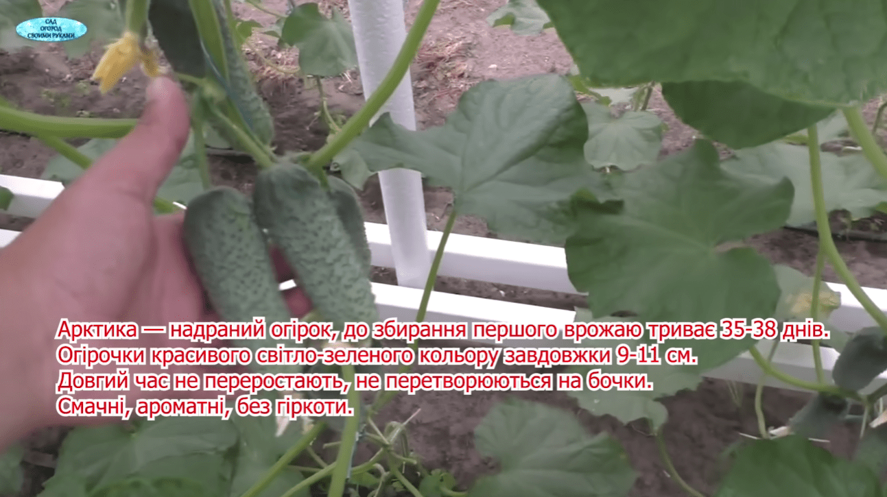 Городники назвали найкращі сорти огірків у 99% випадках