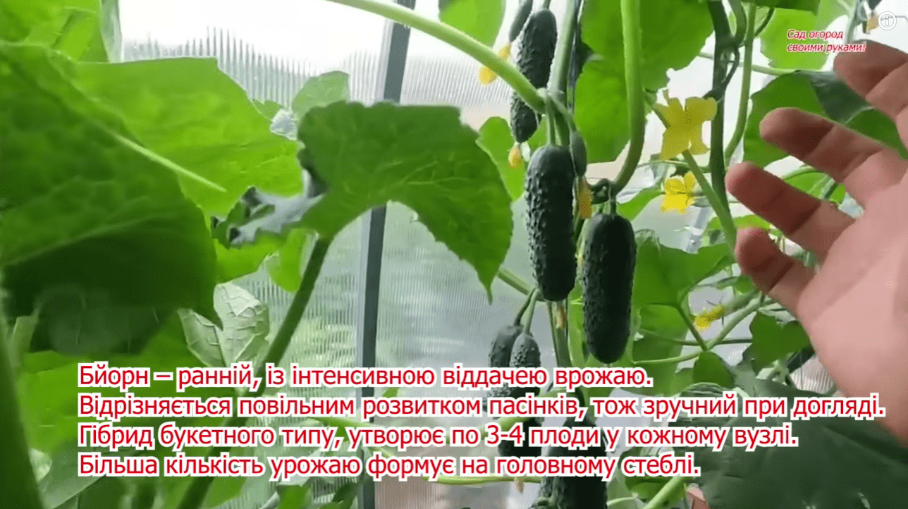 Городники назвали найкращі сорти огірків у 99% випадках