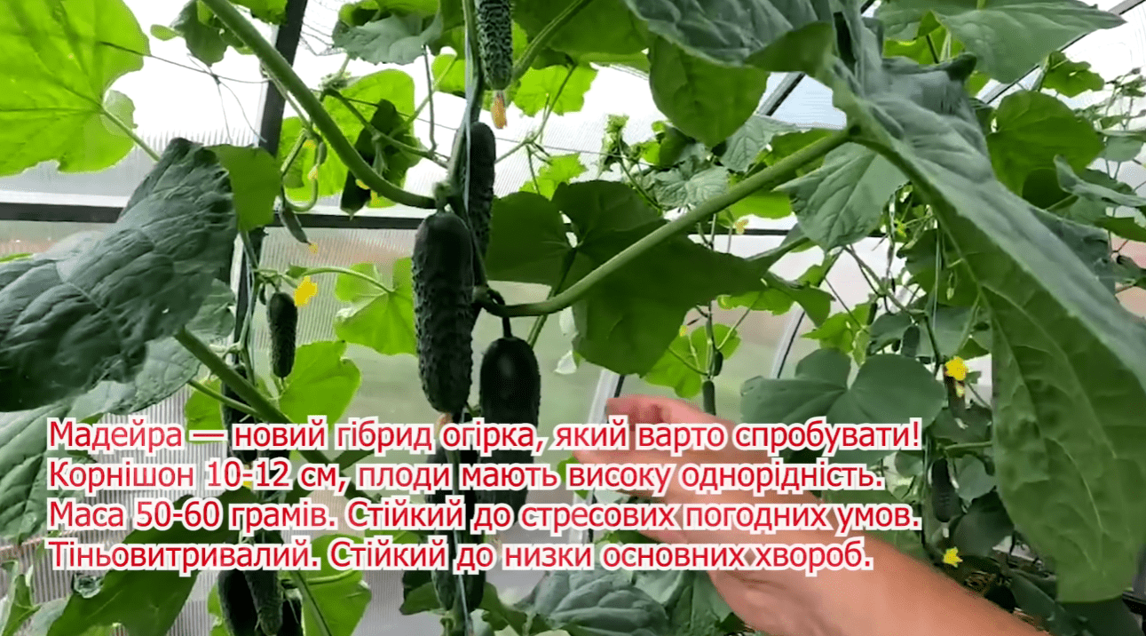 Городники назвали найкращі сорти огірків у 99% випадках