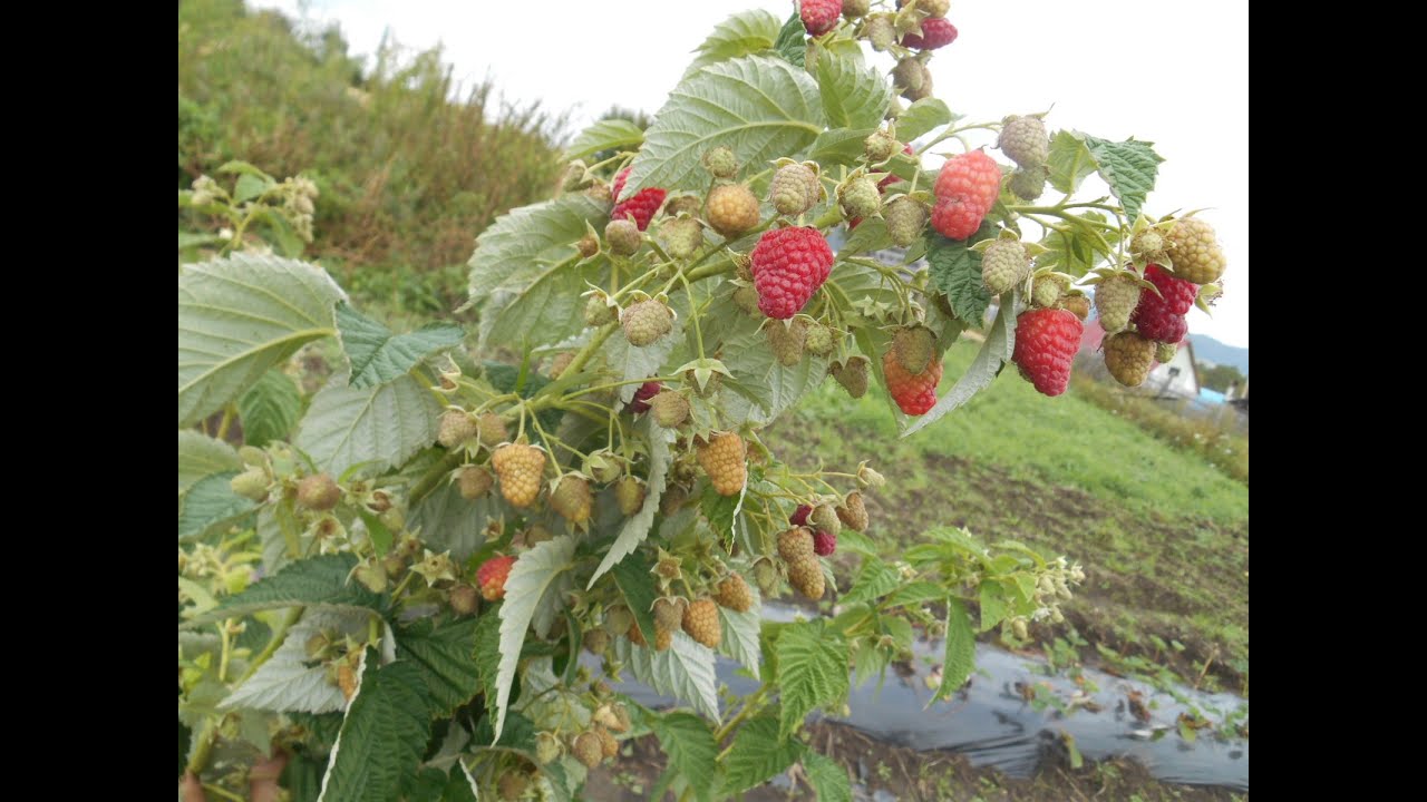 Найкращі сорти ранньостиглої малини