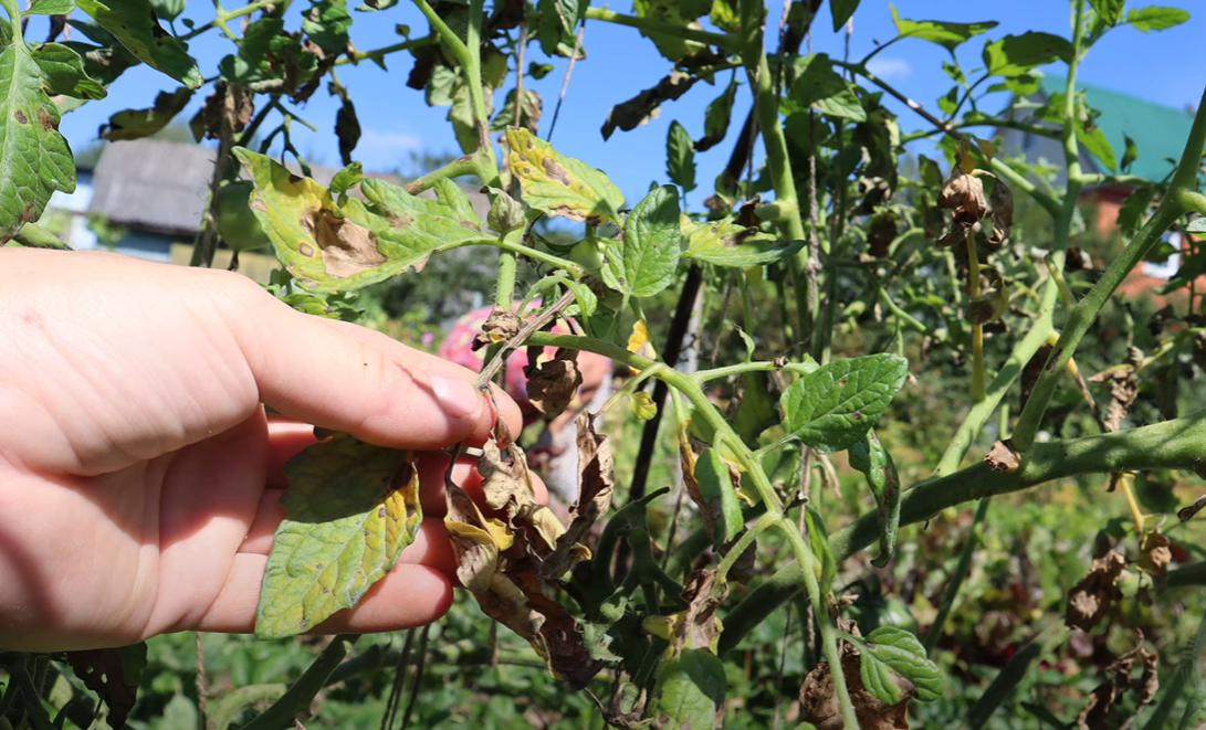 Городники назвали сорти помідорів, які виявився найстійкішими до хвороб