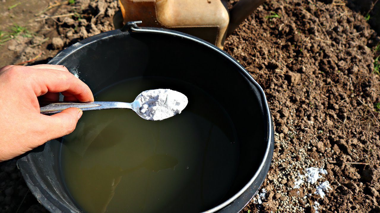 Яке добриво внести в землю на городі восени