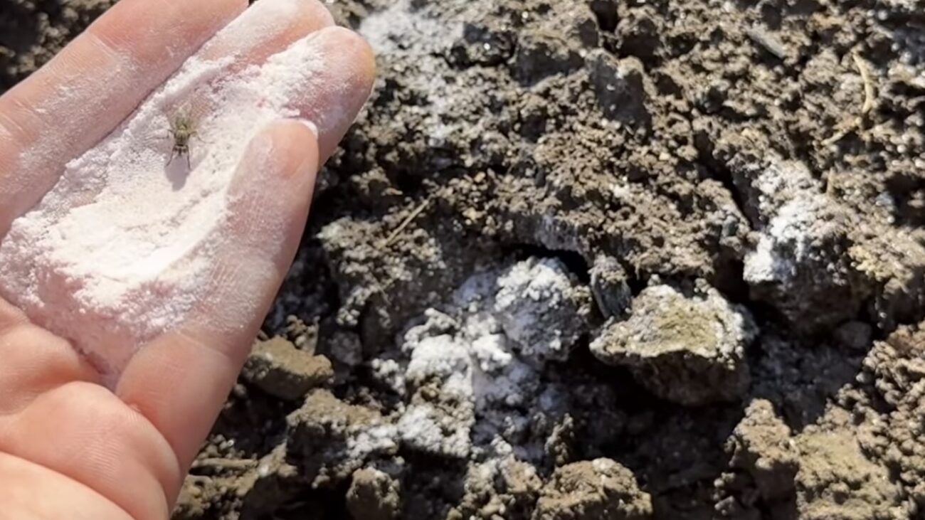 Городники розповіли, що збільшує родючість ґрунту краще за перегній  