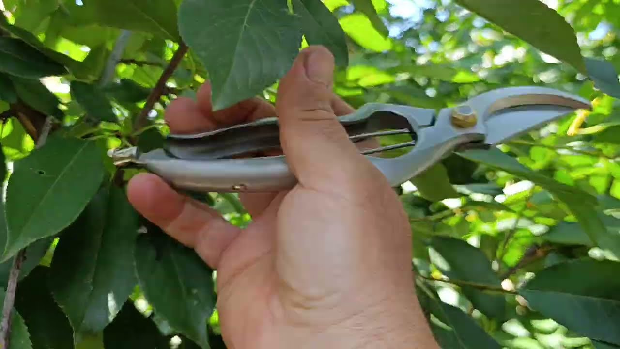 Експерти назвали ризики та правильні терміни для проведення обрізки вишні восени