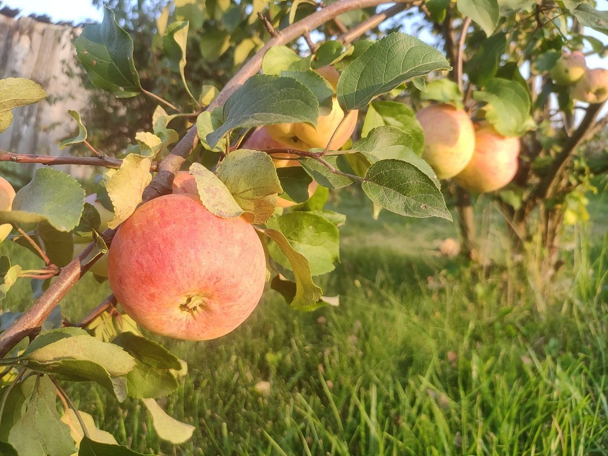 Садівники розповіли, як захистити дерева від морозу в осінній період – простий лайфхак