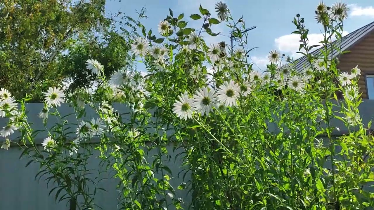 Садівники розповіли, як правильно підготувати до зими осінню ромашку