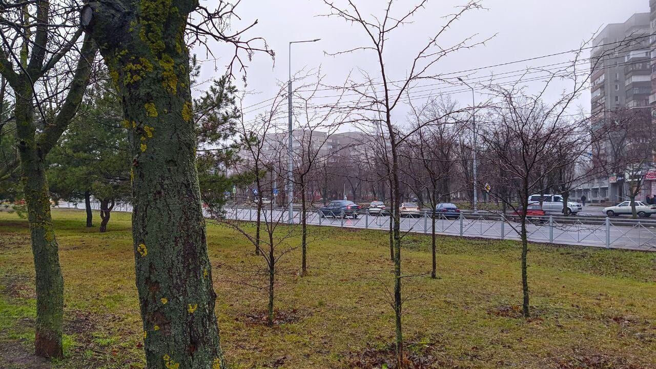 Експерти розповіли, як обробити дерева від моху та лишайника простим способом – лайфхак