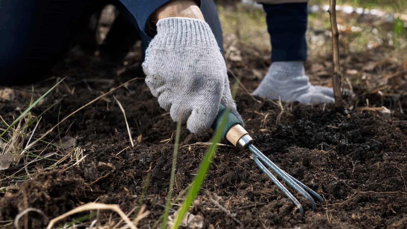 Городники розповіли, який сидерат посіяти восени для покращення якості ґрунту