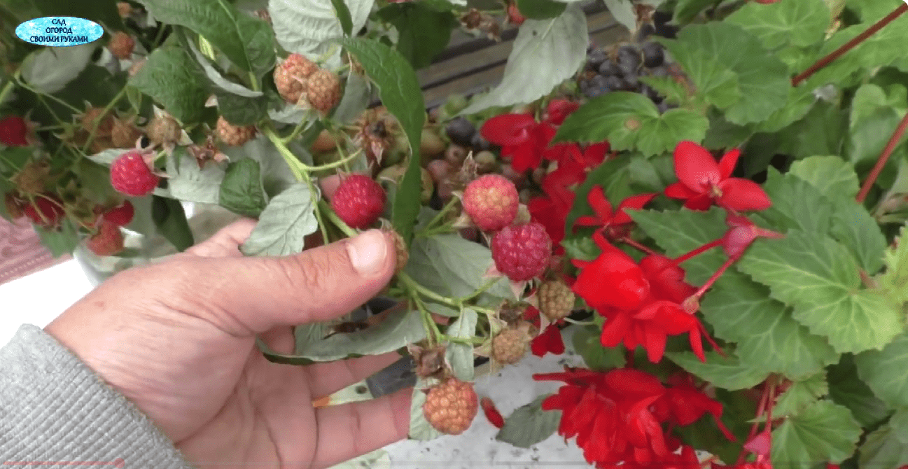 Садівник розповів, як допомогти малині дозріти навіть при заморозках