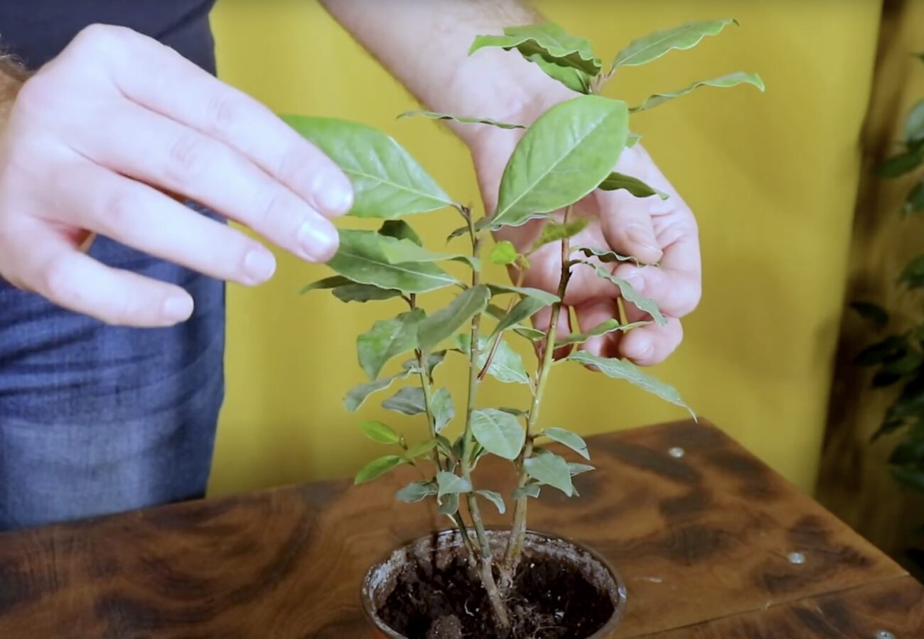 Городники розповіли, навіщо закопувати лаврове листя на городі