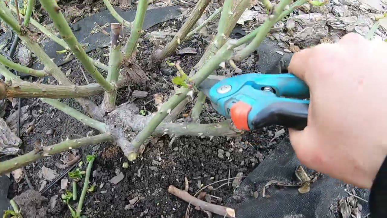 Садівники розповіли, як правильно обрізати троянду