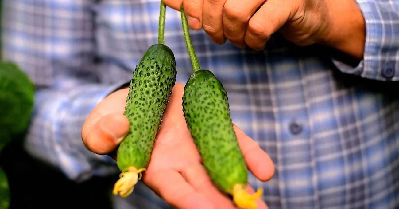 Агрономи назвали найврожайніші сорти огірків у 2025-му році