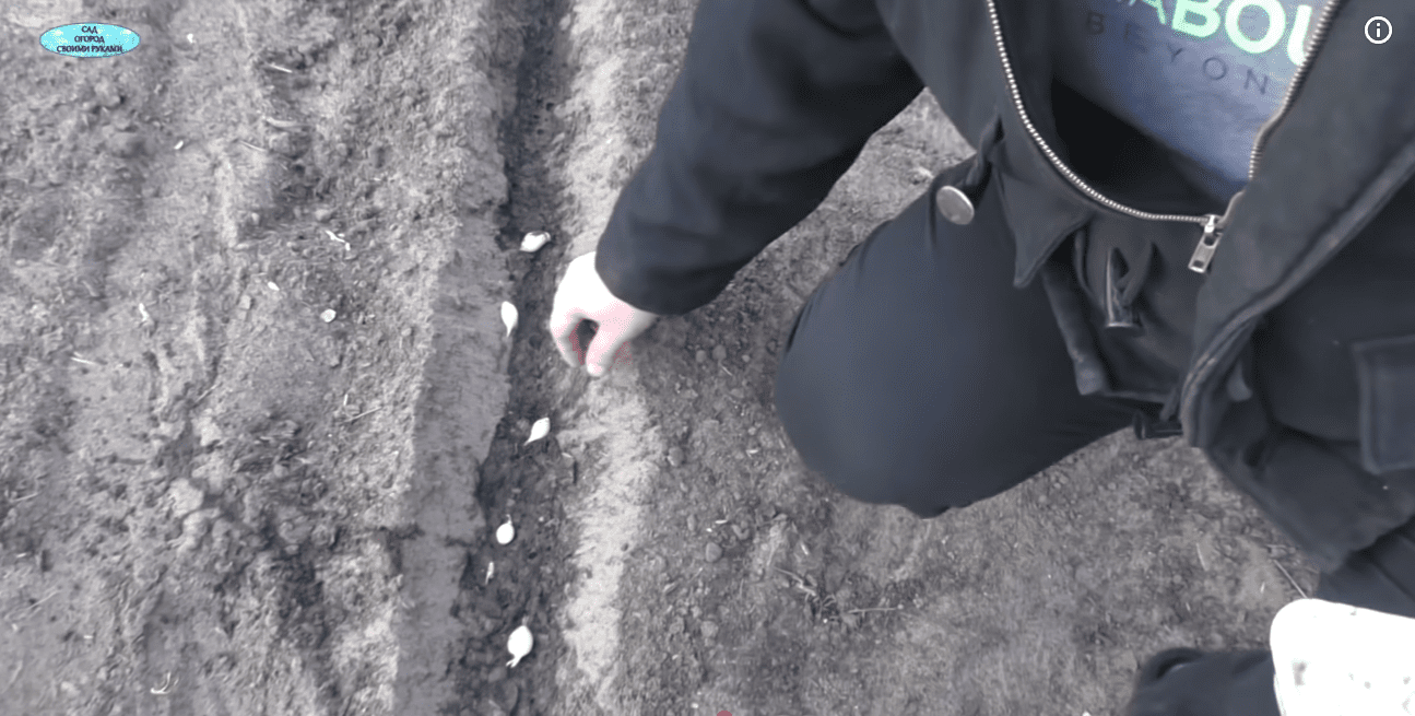 Городники розповіли про самий перевірений та легкий метод посадки цибулі