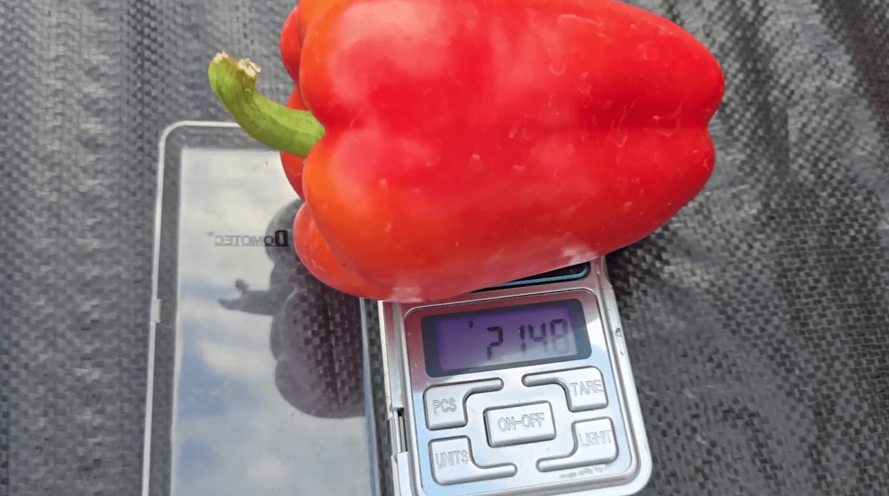 Городники назвали найкращий сорт солодкого перцю в 2025 році