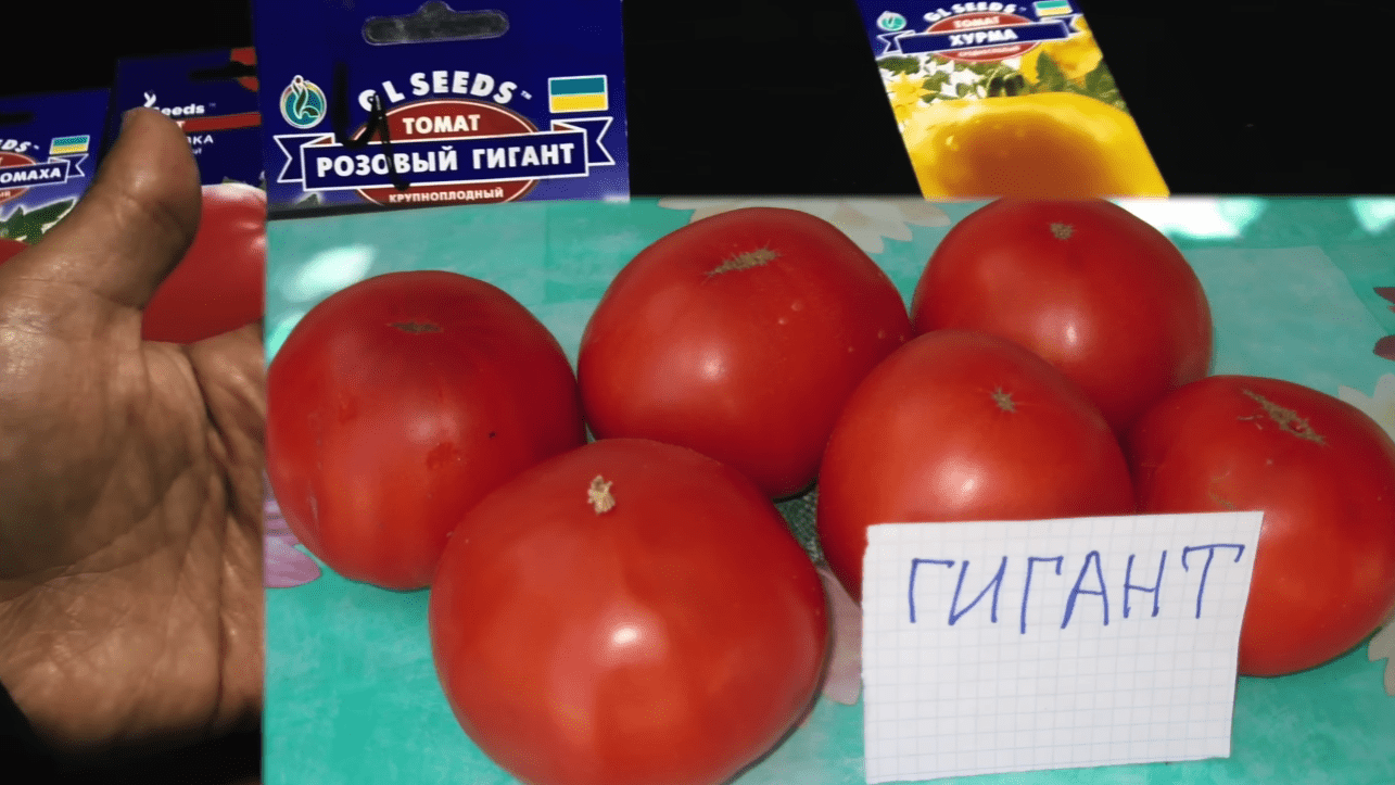 Городники назвали найкращі сорти помідорів для салатів та томатного соку