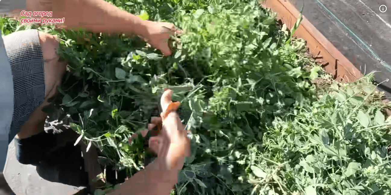 Фермери розповіли, як підвищити родючість ґрунту за 2 місяці