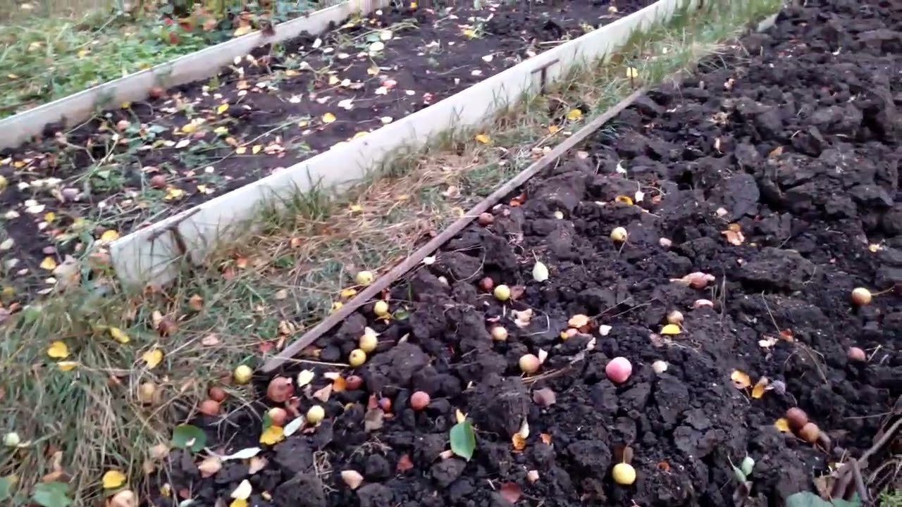 Досвідчені агрономи розповіли, як правильно підготувати сад до зими