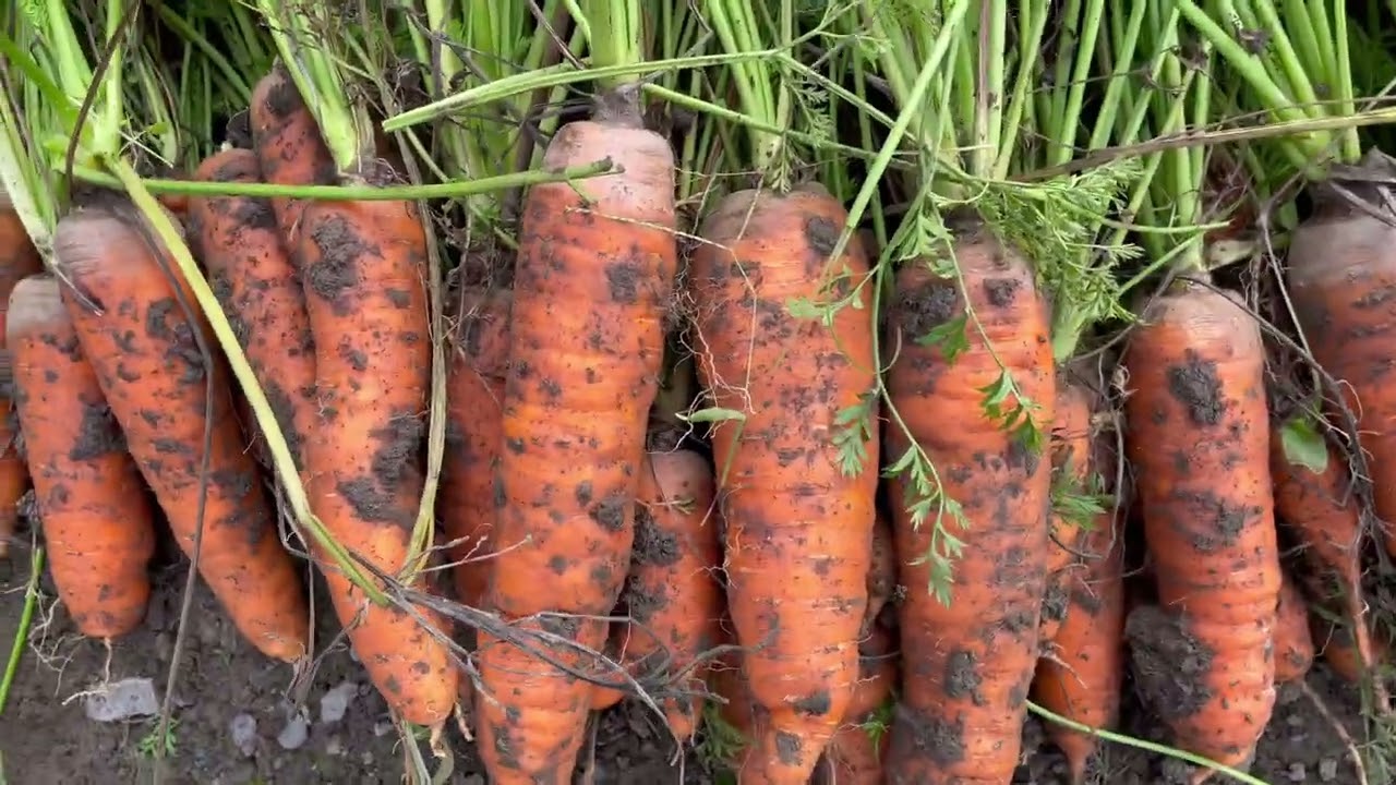 Дачники розповіли, як зберігати моркву без льоху та холодильника у квартирі