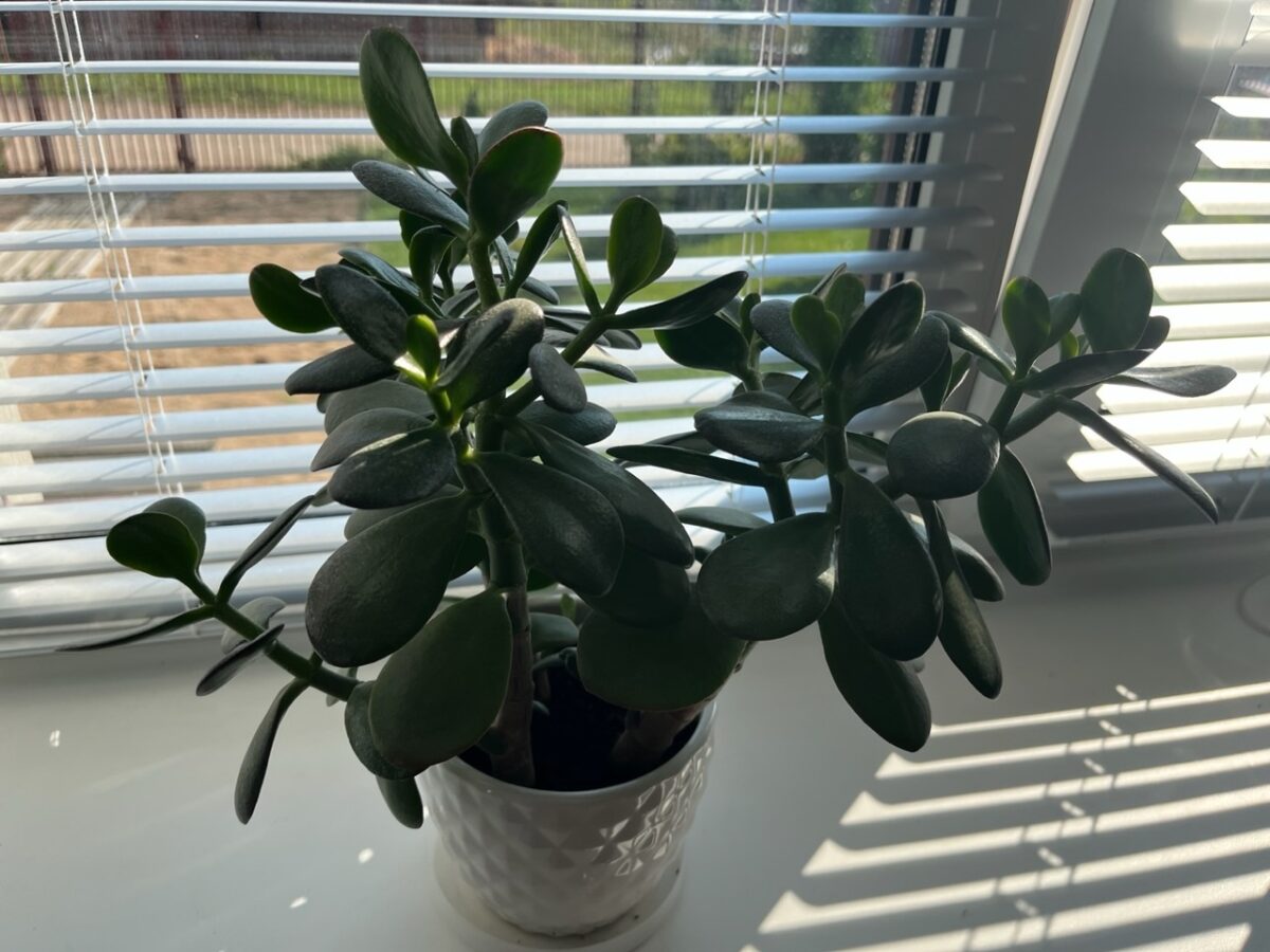 Експерти розповіли, як покращити цвітіння товстянки за допомогою простої процедури – порада