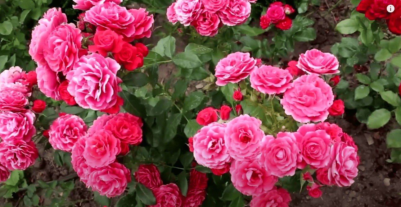 Садівники назвали найкраще осіннє підживлення троянд для пишного цвітіння
