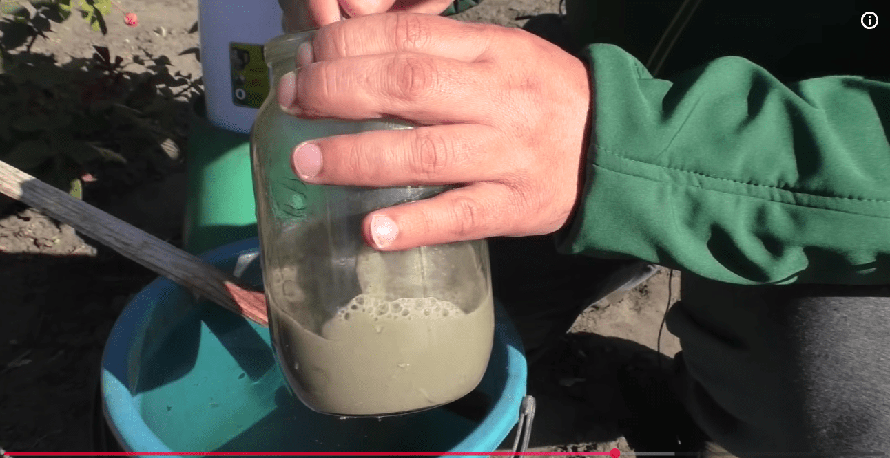 Садівники назвали найкраще осіннє підживлення троянд для пишного цвітіння