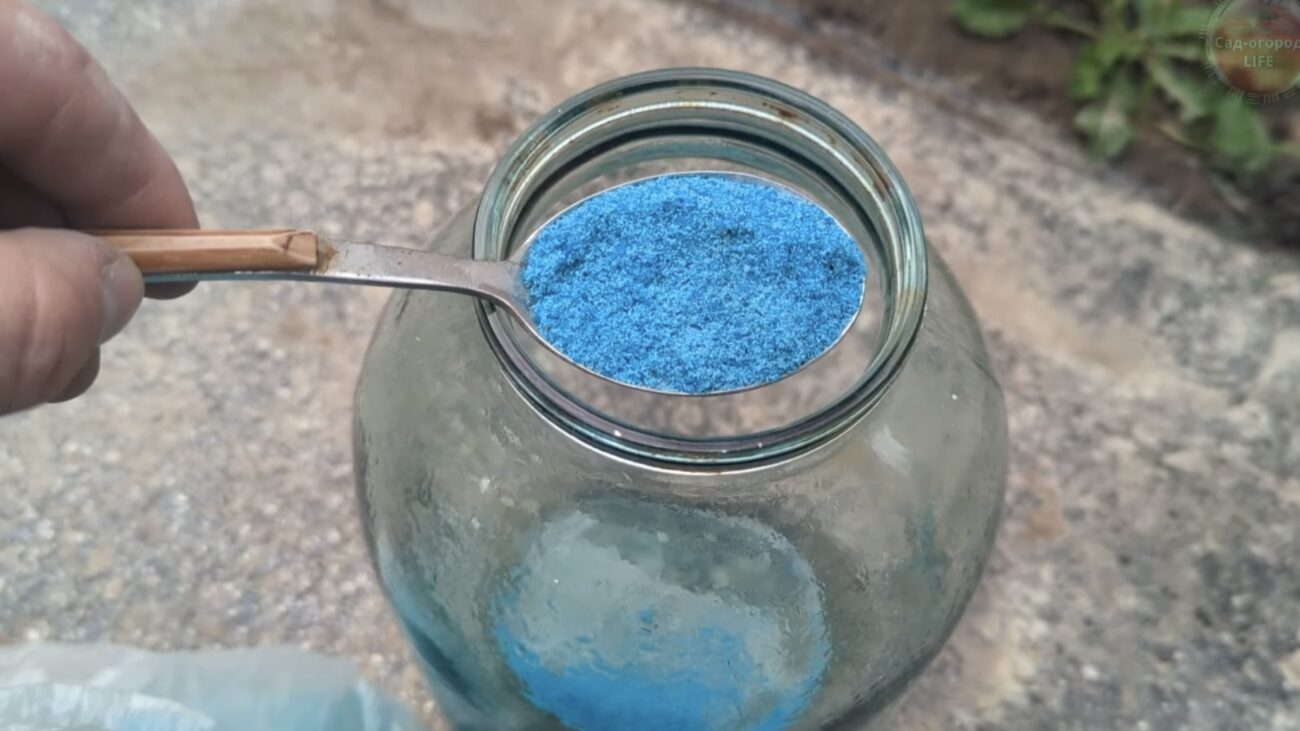 Городиники розповіли, чим у жовтні обробити смородину і аґрус  