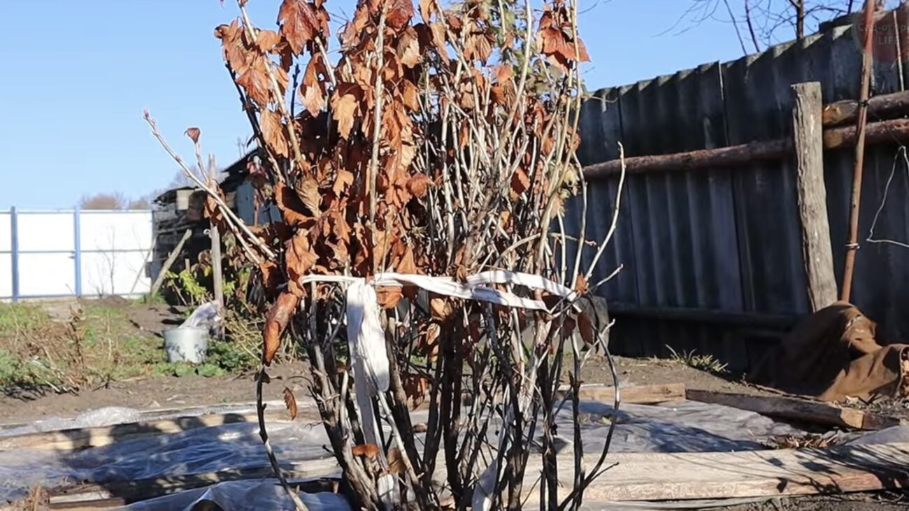 Городиники розповіли, чим у жовтні обробити смородину і аґрус  