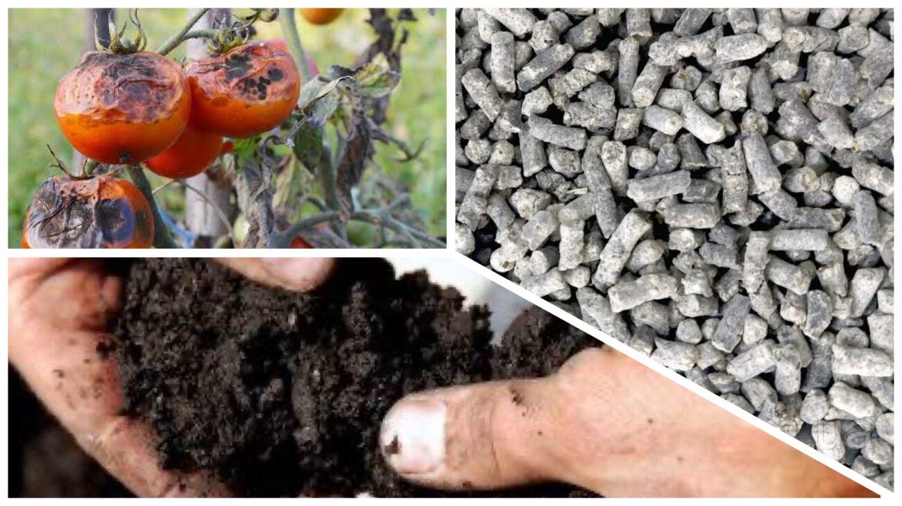 Городники розповіли, чим восени обробити ґрунт від фітофтори