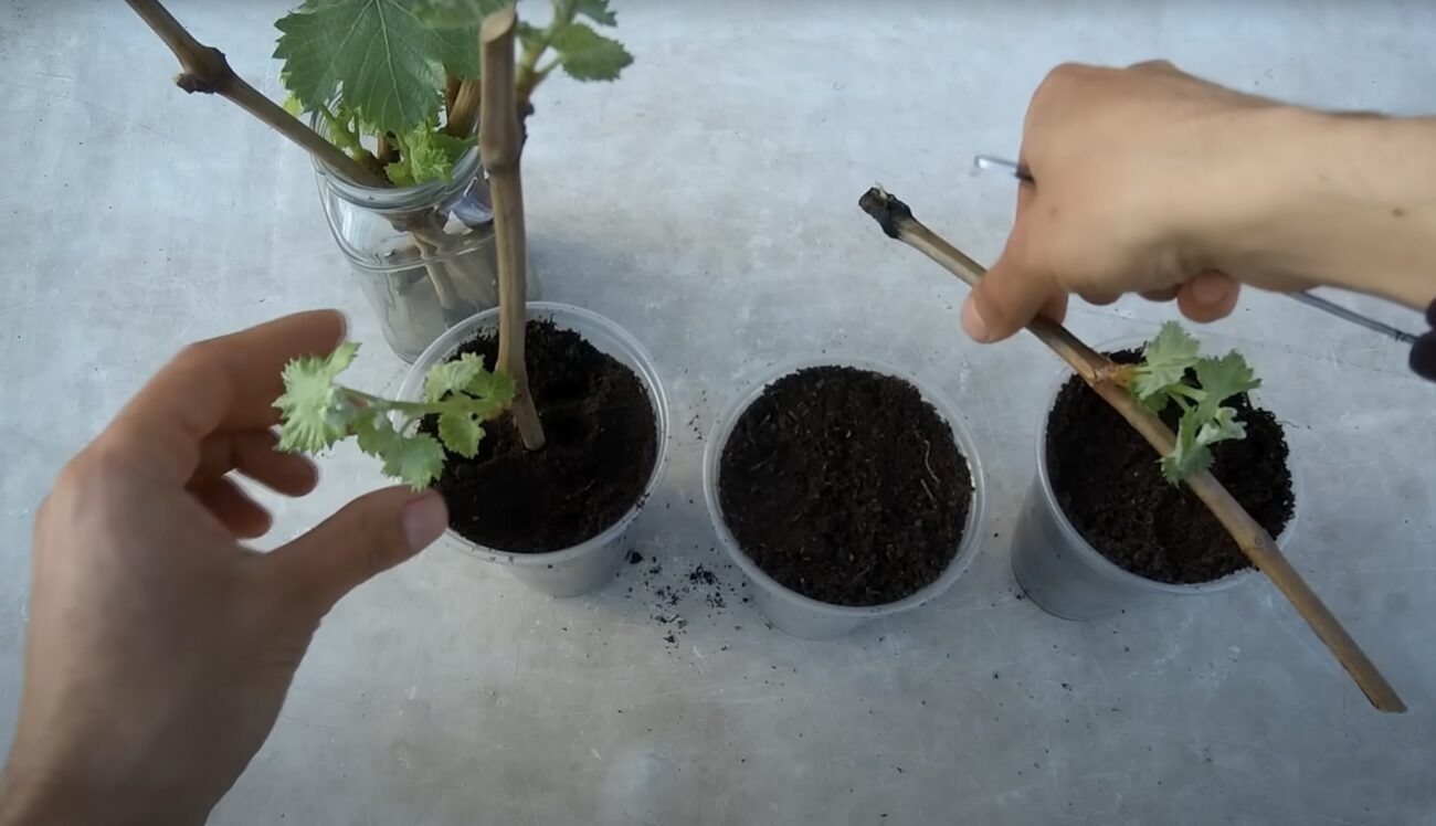 Садівники розповіли, як виростити виноград з гілочки