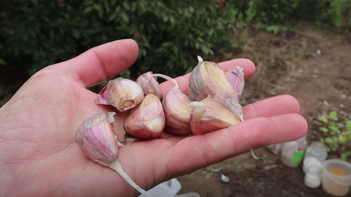Коли садити озимий часник за народною прикметою: перевірено століттями