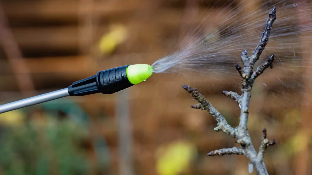 Садівники розповіли, чим обробити сливи й вишні від моніліозу