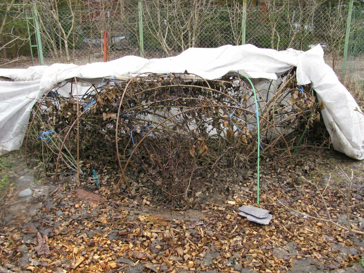 Експерти пояснили, як правильно укривати троянди на зиму, аби рослини цвіли довше й пишніше