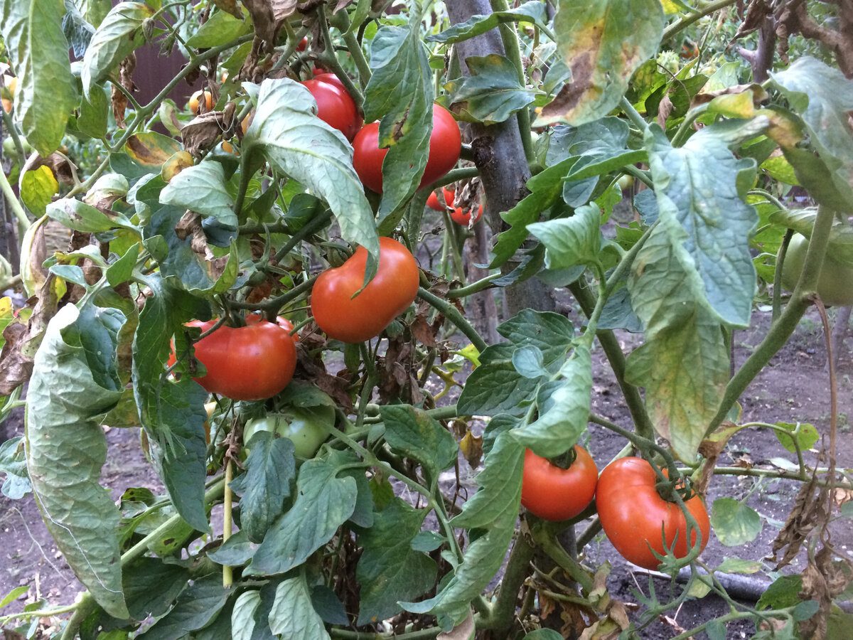 Експерти назвали найкращий сорт томатів для відкритої грядки – не зрівняється ні з чим