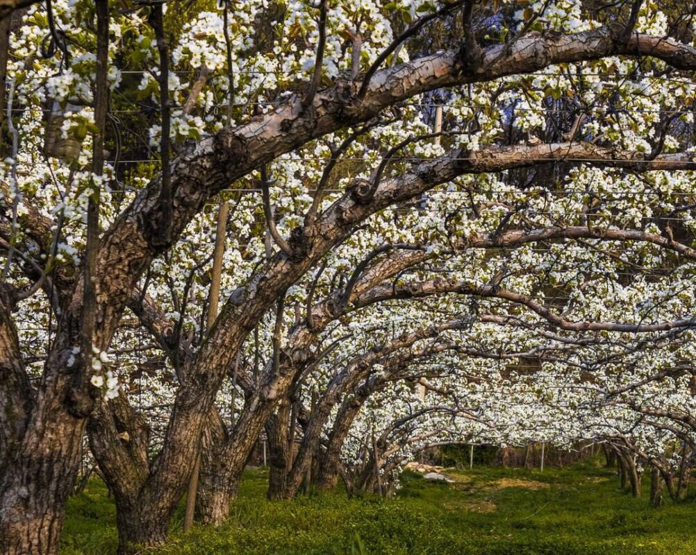 Городники назвали спосіб обробки вишні від шкідників