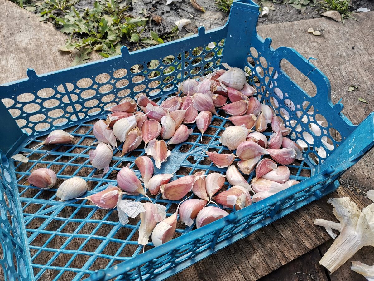 Городники розповіли, у чому не можна замочувати озимий часник 