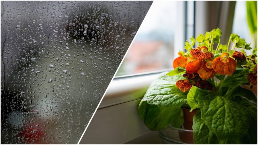 Господині розповіли лайфхак, щоб вікна були чистими навіть в дощ