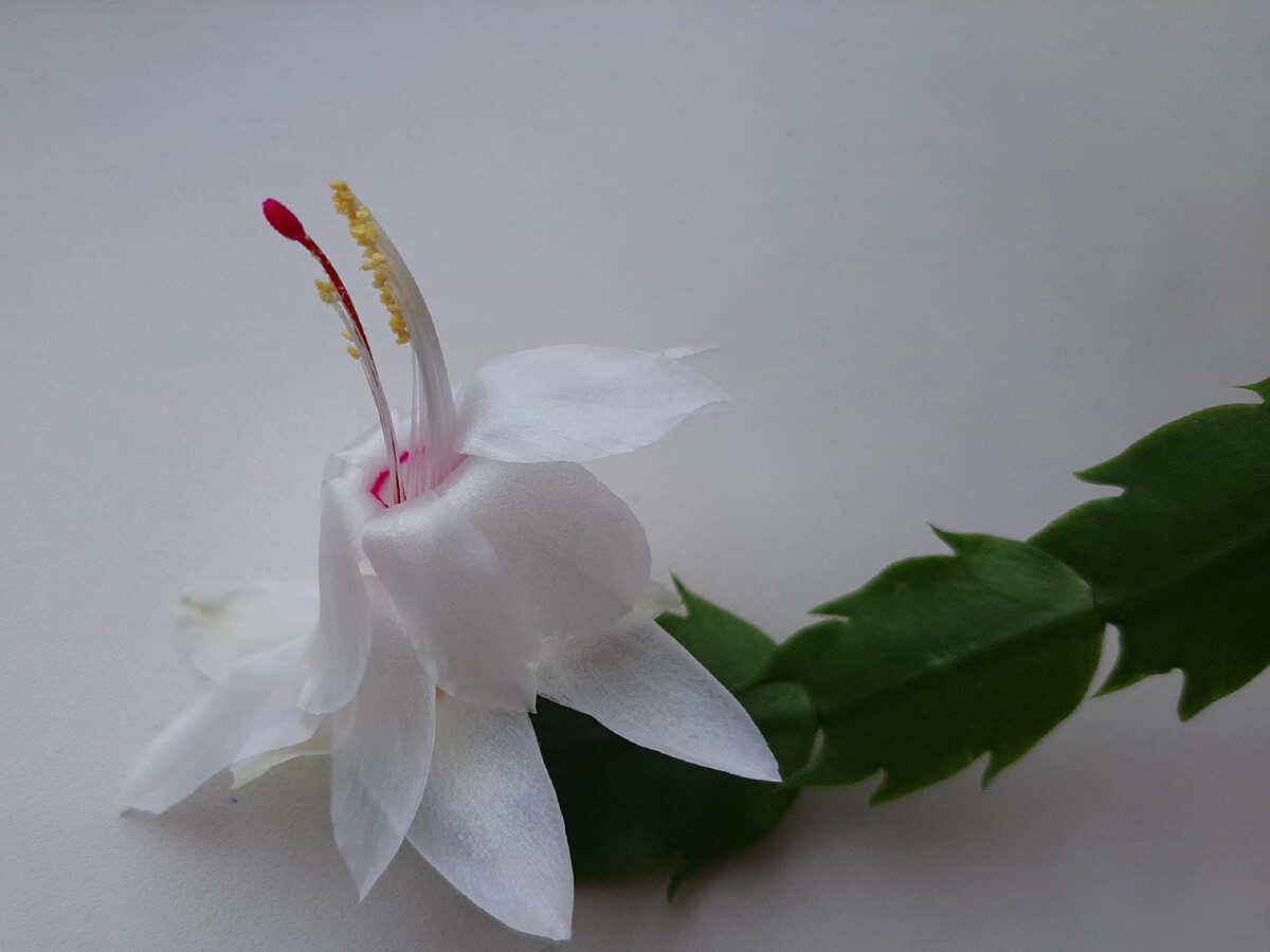 Садівники розповіли, яке добриво найкраще допоможе декабристу прокинутись і зацвісти у холод