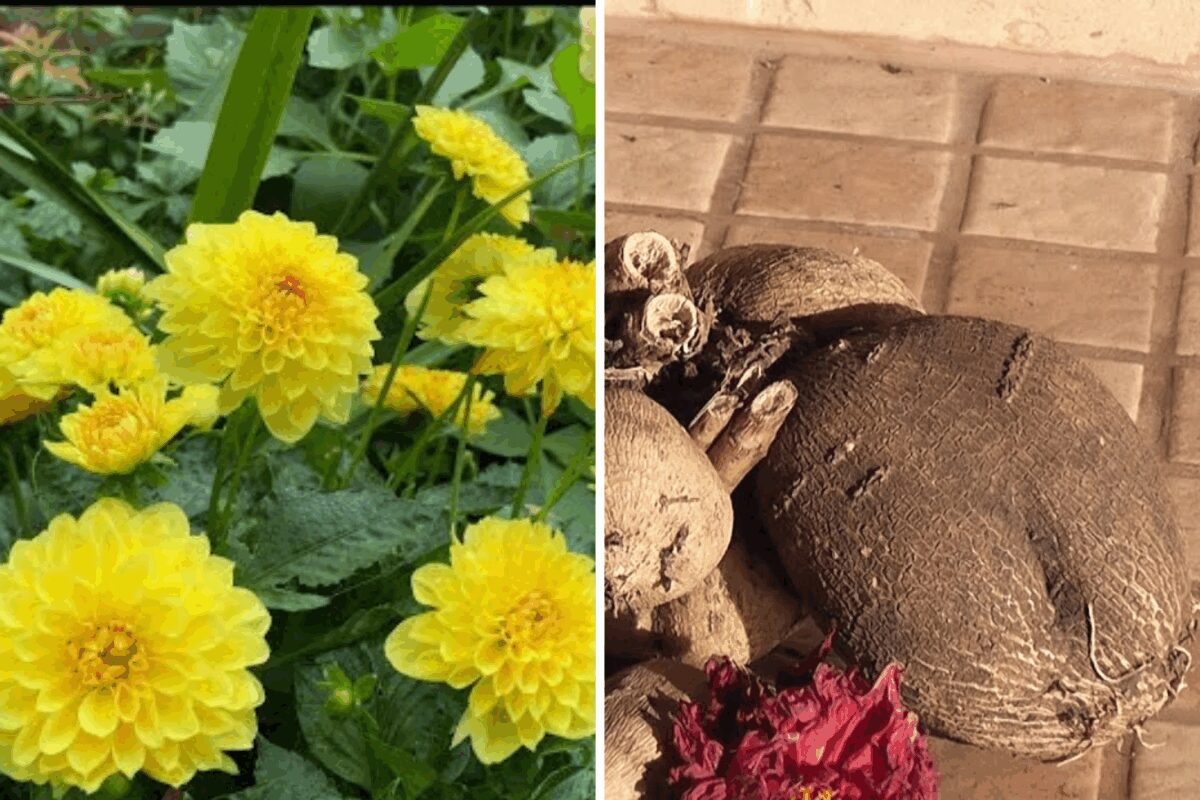 Як правильно зберігати клубені жоржин взимку