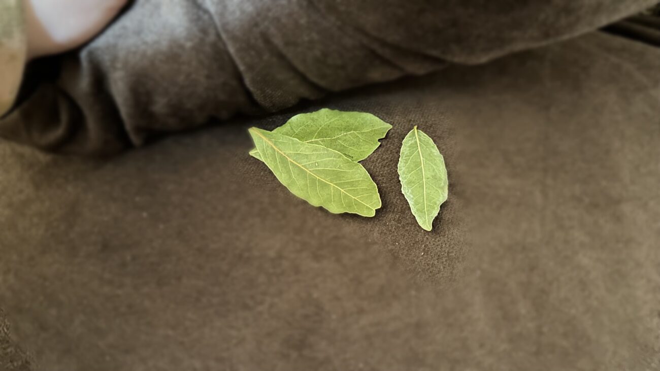 Господині розповіли, як ефективно використовувати лавровий лист у побуті Господині розповіли, як ефективно використовувати лавровий лист у побуті