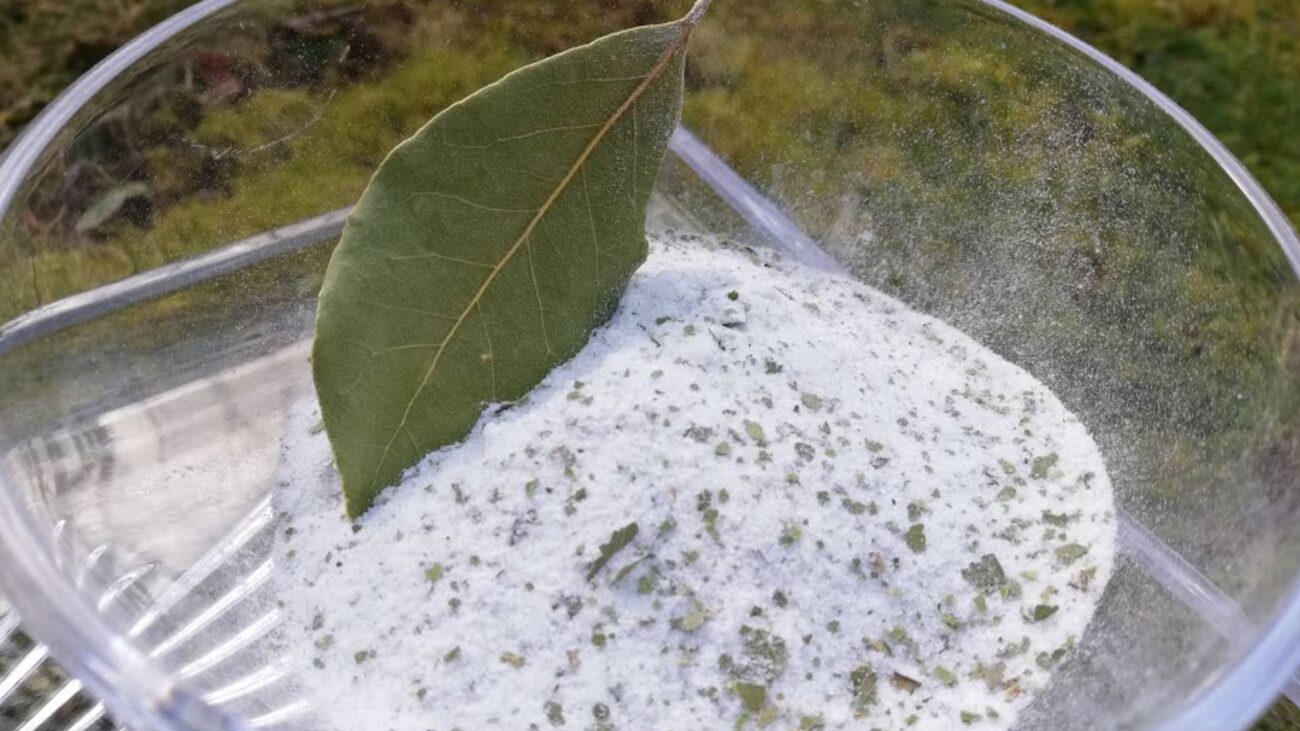 Господині розповіли, як ефективно використовувати лавровий лист у побуті