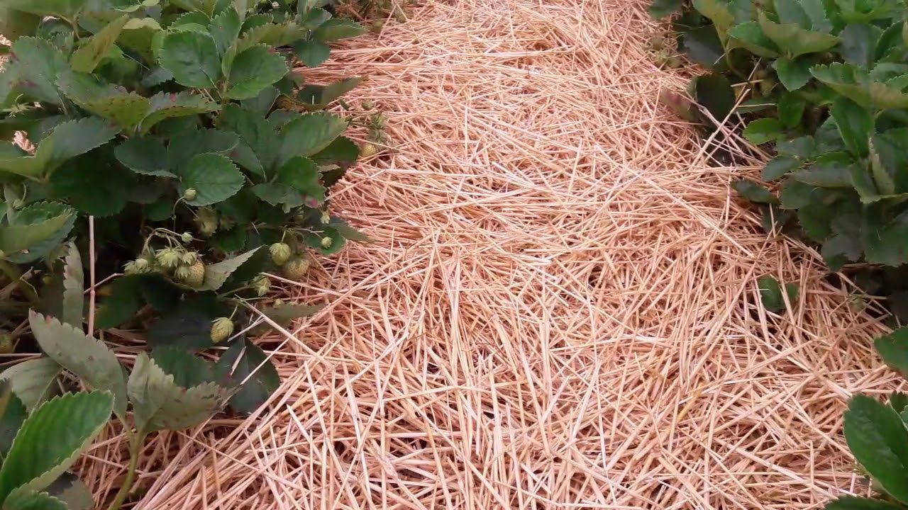 Городники пояснили, чим краще мульчувати грядки на зиму