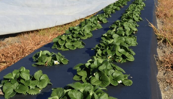 Городники пояснили, чим краще мульчувати грядки на зиму