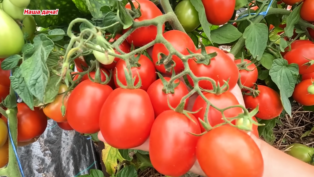 Городники назвали найврожайніші сорти низькорослих помідорів у 2025-2026 році