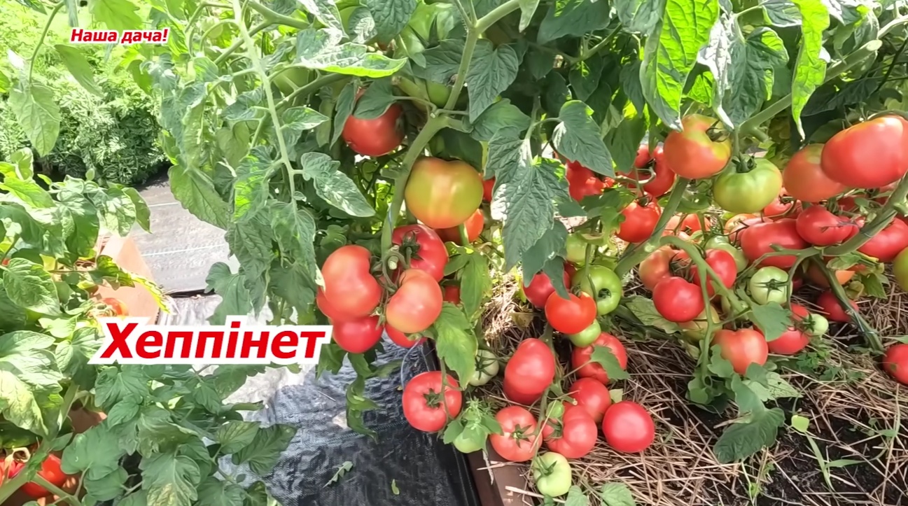 Городники назвали найврожайніші сорти низькорослих помідорів у 2025-2026 році